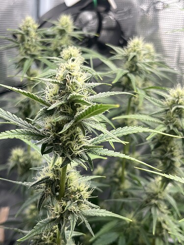 Growreport Bild 2