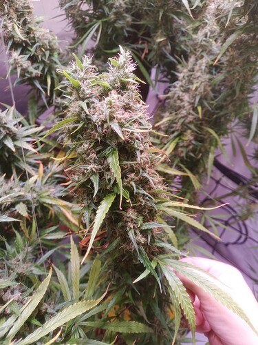 Growreport Bild 24