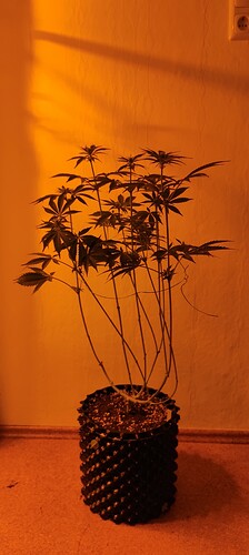 IMG_20240508_102255