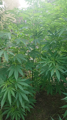 Growreport Bild 56