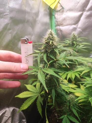 Growreport Bild 2
