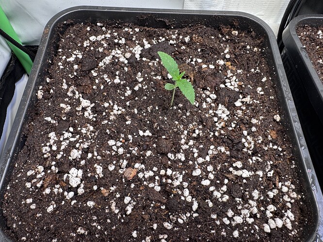 Growreport Bild 7