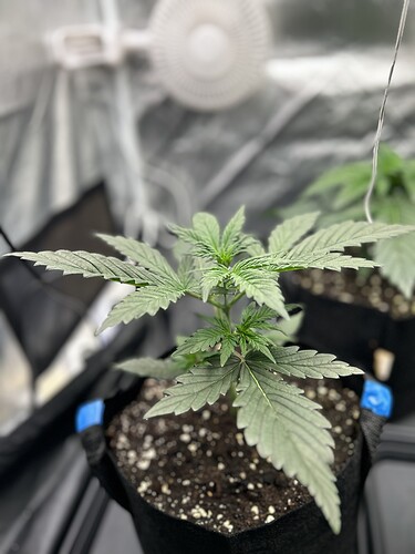 Growreport Bild 5