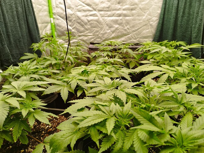 Mehrere junge Cannabispflanzen in einem Zelt, die sich im Wuchs befinden.
