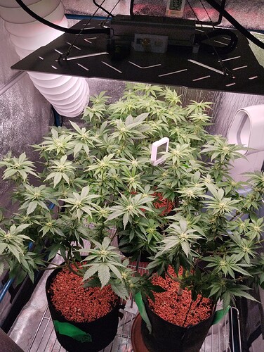 IMG_20250126_204814 - Kopie