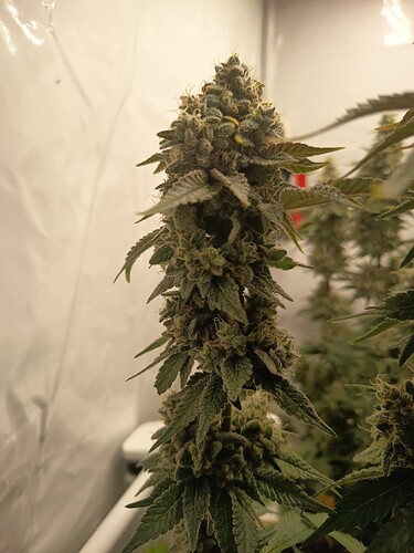 Growreport Bild 4
