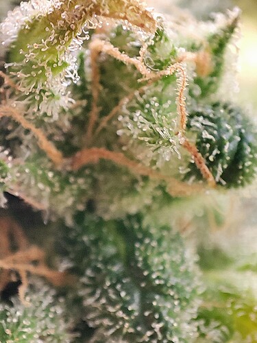 Growreport Bild 77