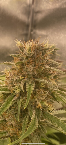 Growreport Bild 2