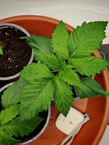 Growreport Bild 4