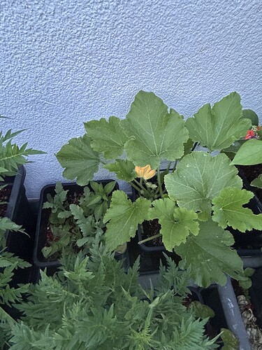 Growreport Bild 54