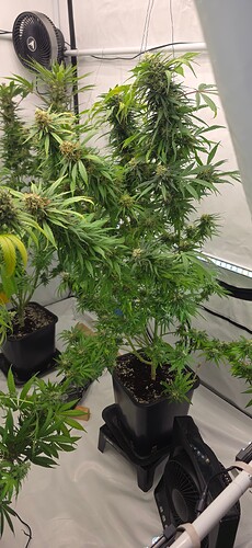 Growreport Bild 90