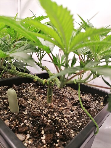 Growreport Bild 22