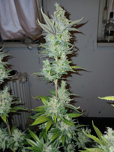 Growreport Bild 8