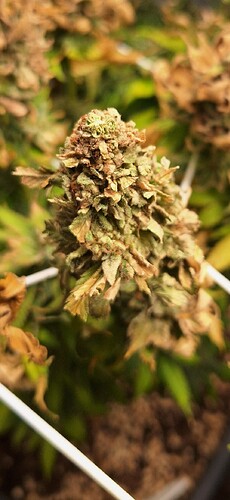 Growreport Bild 7
