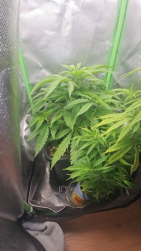 Growreport Bild 3