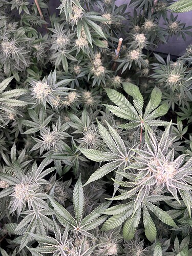 Growreport Bild 25