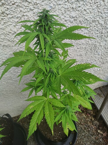 Growreport Bild 6