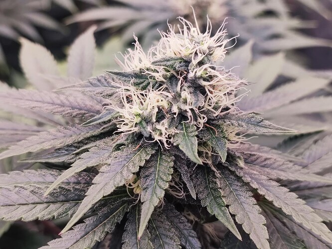 Growreport Bild 32