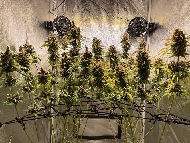 Growreport Bild 20