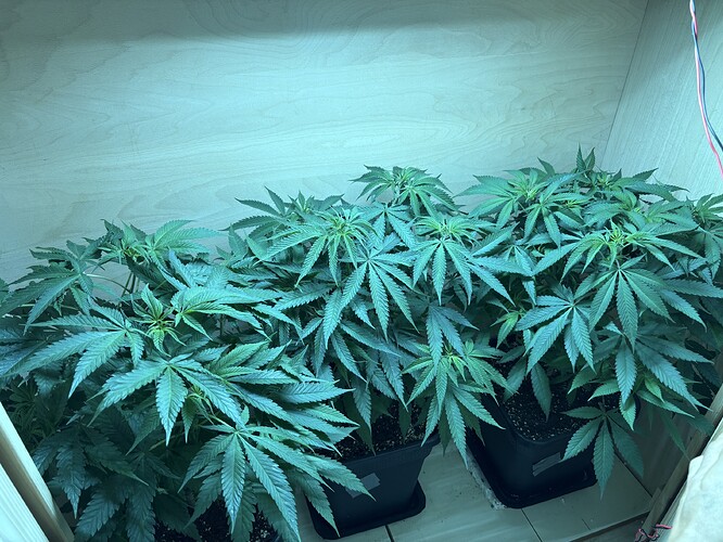 Growreport Bild 1