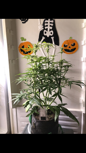 Growreport Bild 38