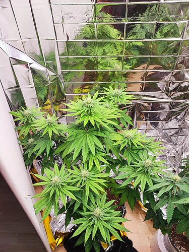 Growreport Bild 3
