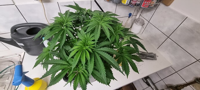 Growreport Bild 12