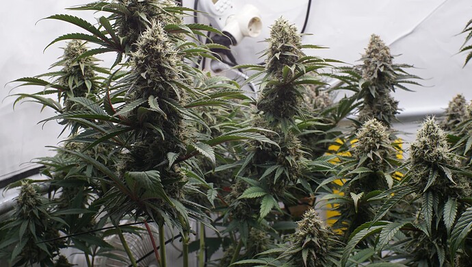 Growreport Bild 4