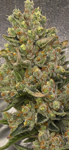 Growreport Bild 18