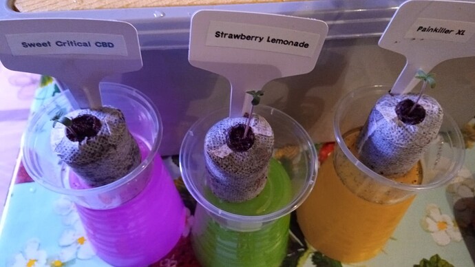 Growreport Bild 19