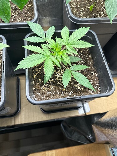 Growreport Bild 20