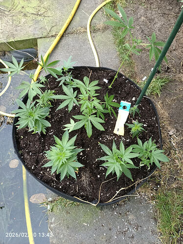 Growreport Bild 25