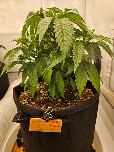 Growreport Bild 30