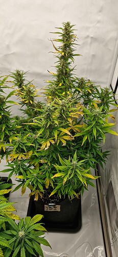 Growreport Bild 38