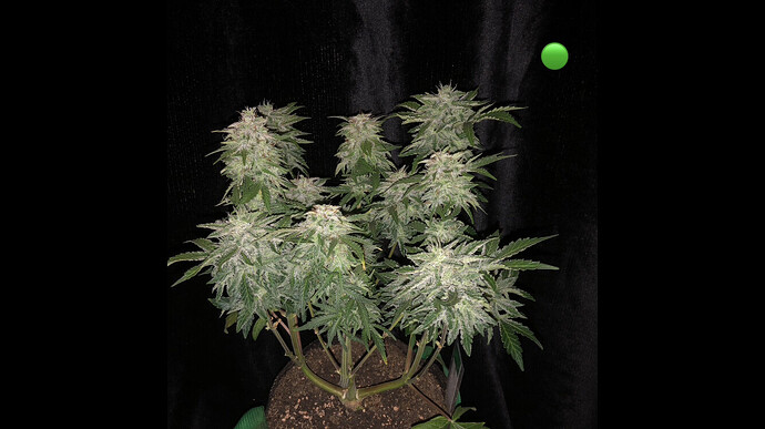 Growreport Bild 29