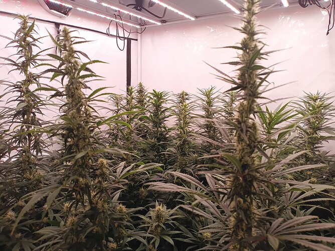 Growreport Bild 41