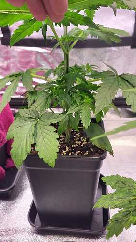Growreport Bild 16