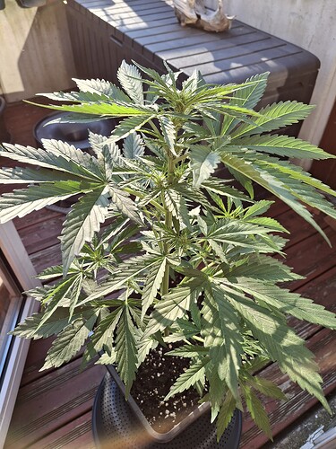 Growreport Bild 49