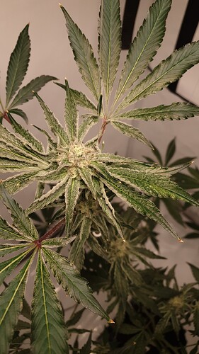 Growreport Bild 1
