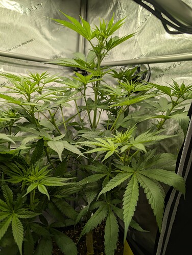 Growreport Bild 2