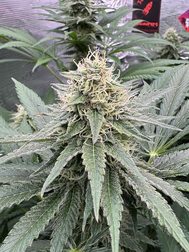 Growreport Bild 37