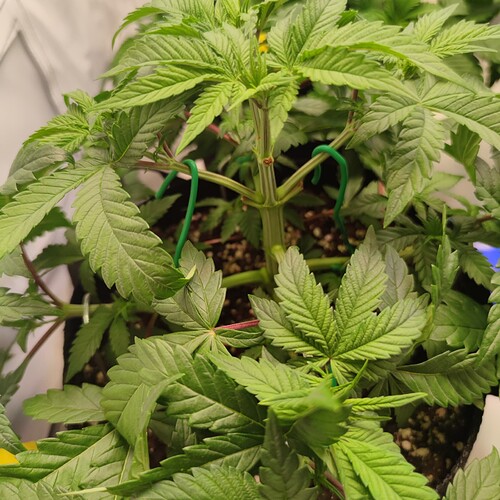 Growreport Bild 2