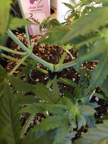 Growreport Bild 1