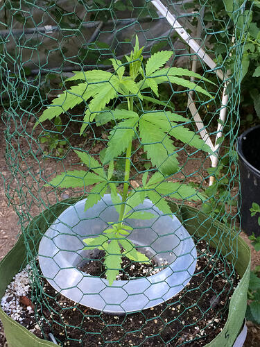 Aladdin's Skunk