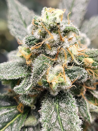 Growreport Bild 3