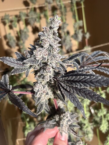 Growreport Bild 23