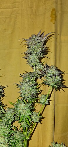 Growreport Bild 64