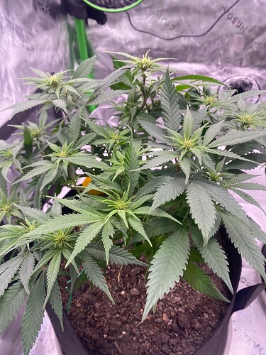 Growreport Bild 4