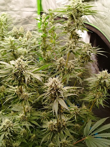 Mehrere blühende Cannabispflanzen mit dichten, harzigen Blütenständen und breiten Blättern.