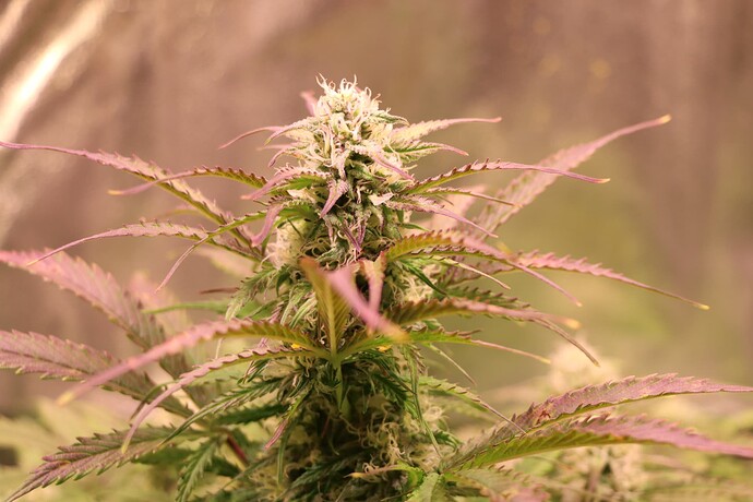 Growreport Bild 15